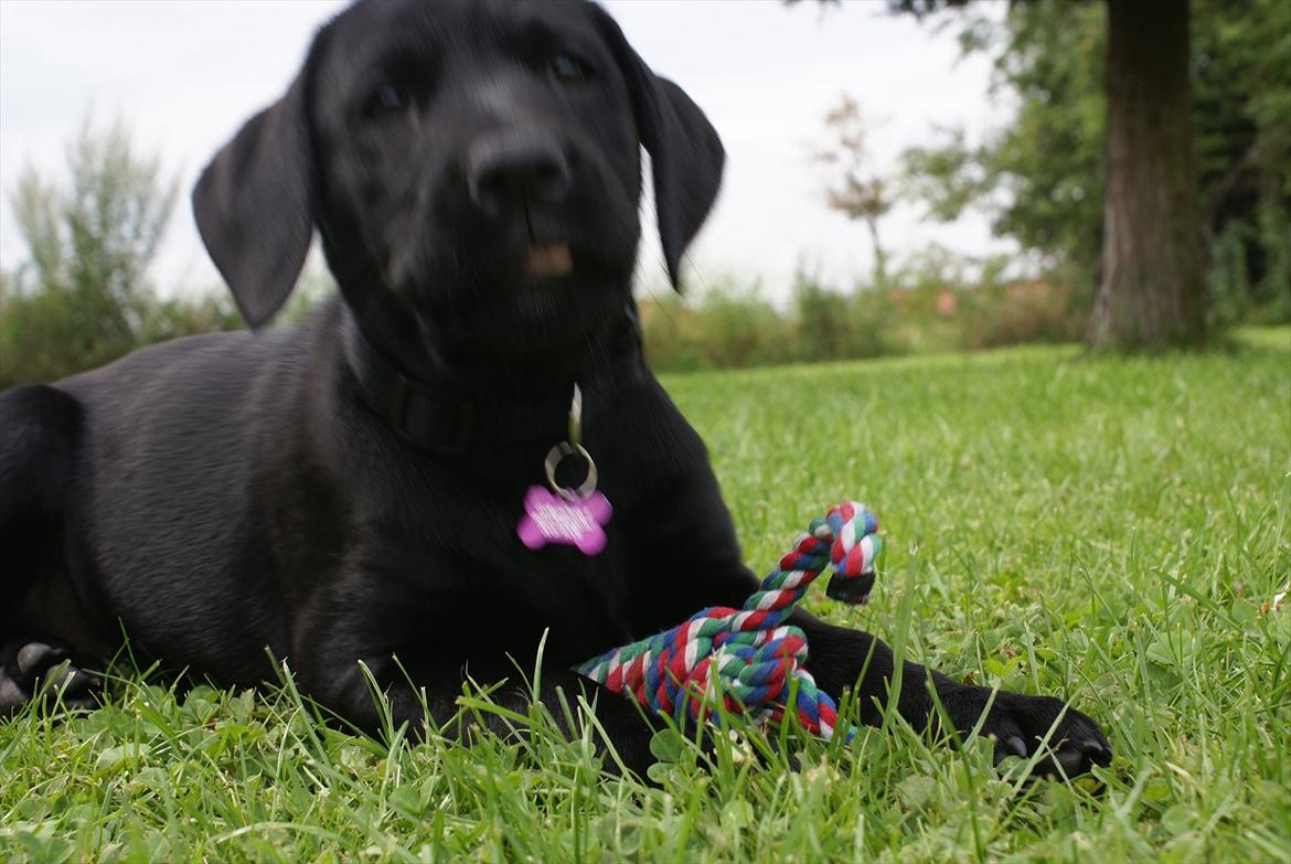 Labrador retriever Qila billede 9