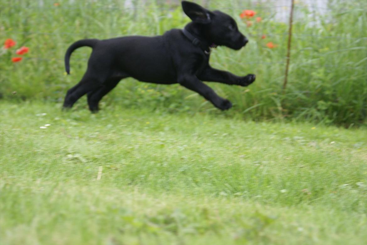 Labrador retriever Qila billede 10