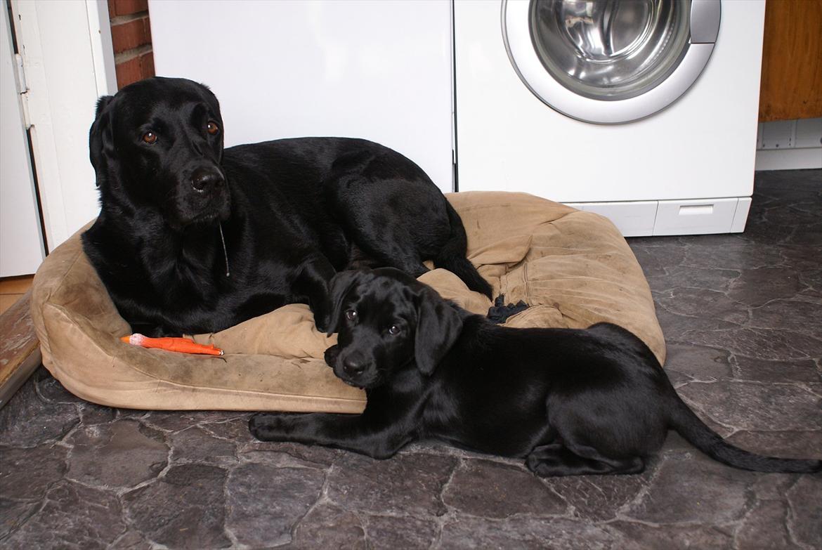 Labrador retriever Qila billede 11