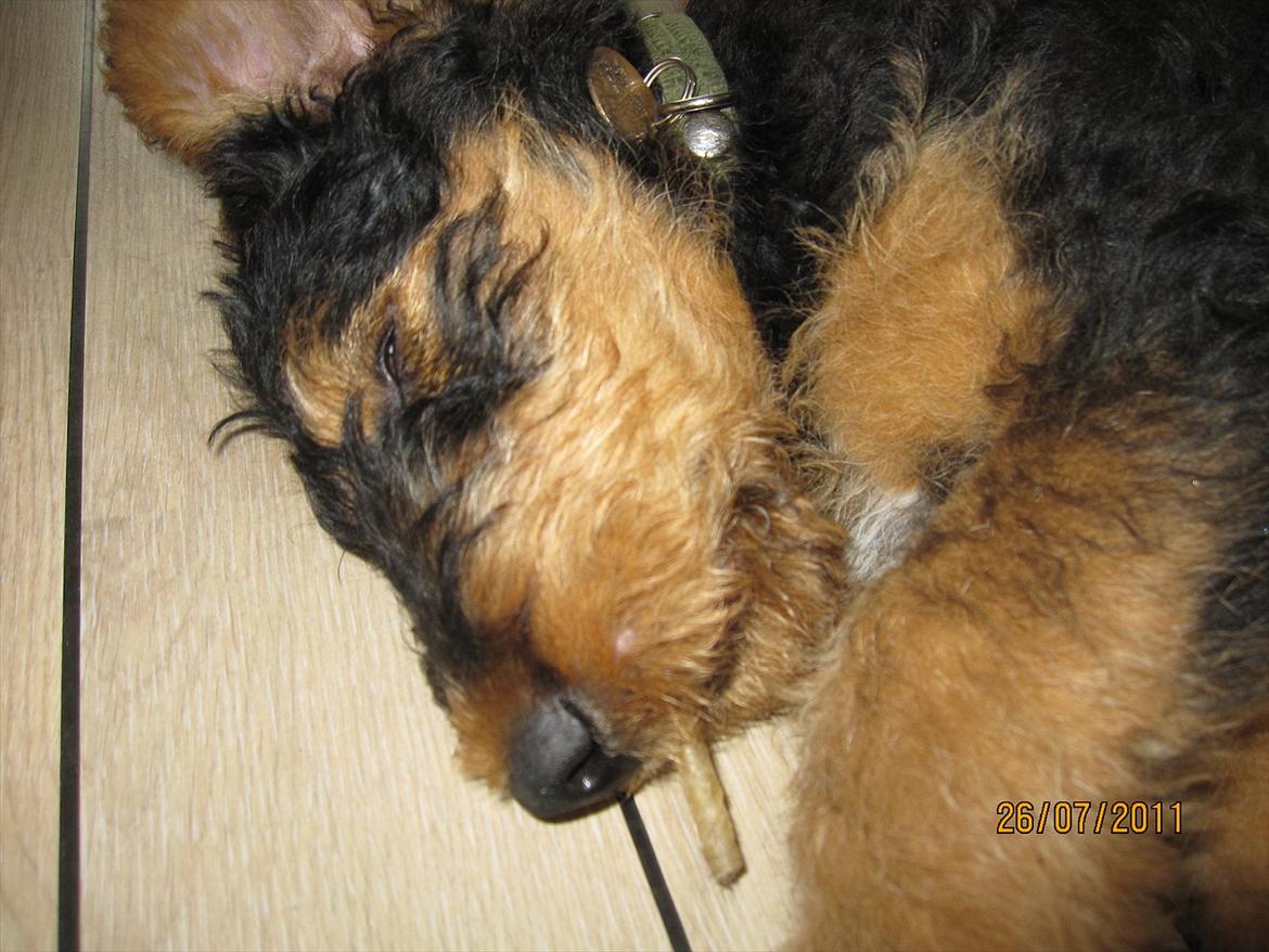 Airedale terrier Tessdale`s Magnificent prince (Ozzi) - Ozzi blev pludselig træt,han faldt i søvn med en tyggepind i munden. billede 6