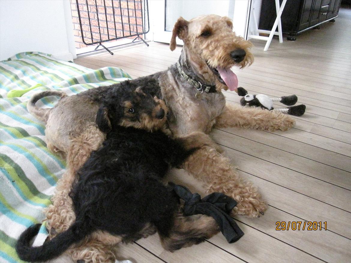 Airedale terrier Tessdale`s Magnificent prince (Ozzi) - Argo og Ozzi billede 7