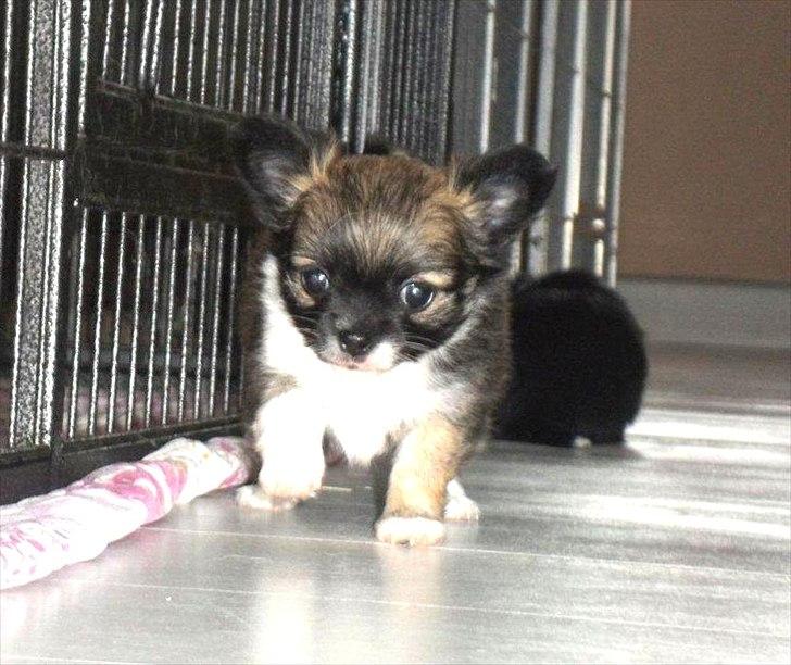 Chihuahua Martina´s Medina billede 13