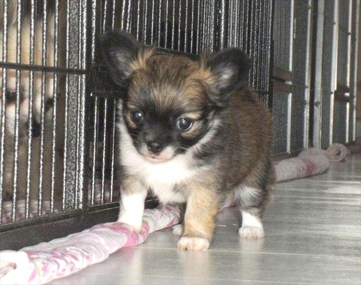 Chihuahua Martina´s Medina billede 5