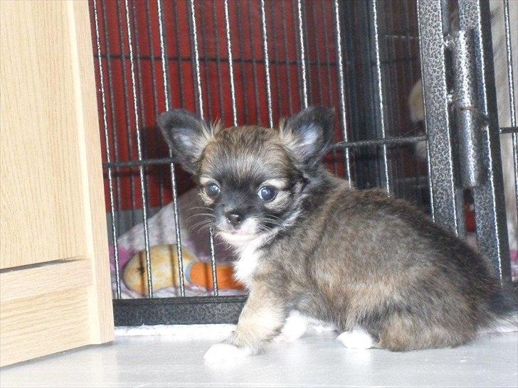 Chihuahua Martina´s Medina billede 6