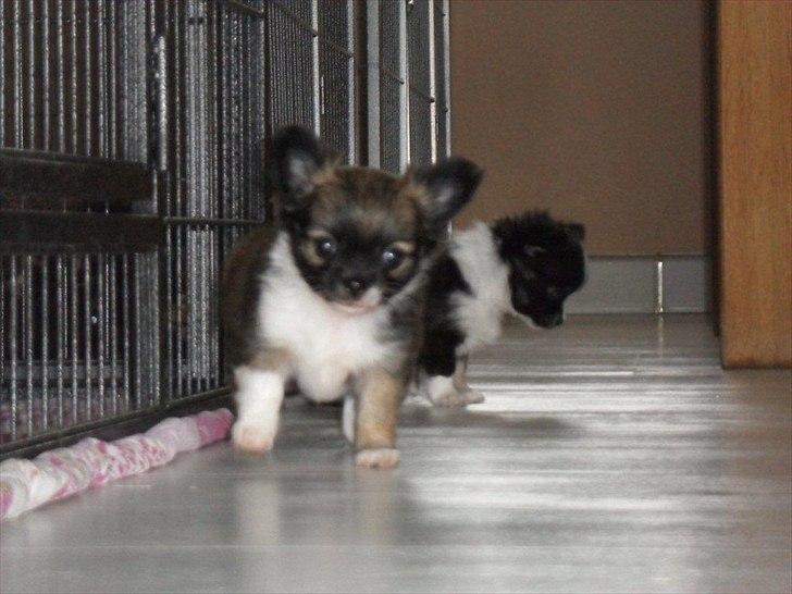 Chihuahua Martina´s Medina billede 7