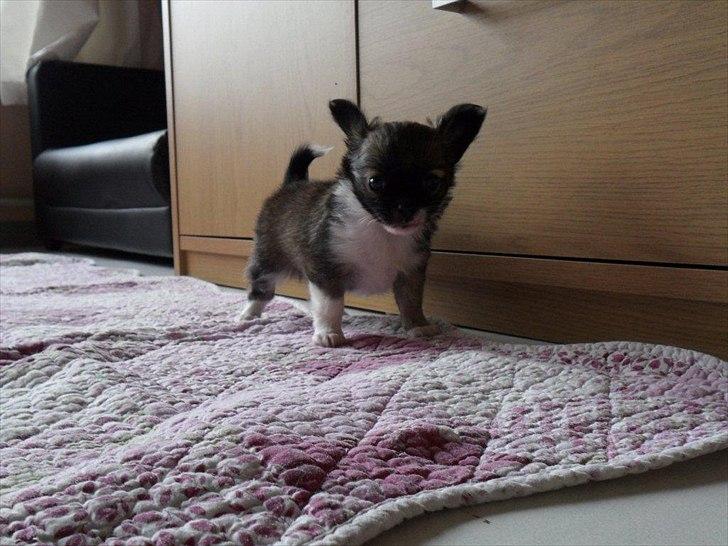 Chihuahua Martina´s Medina billede 8