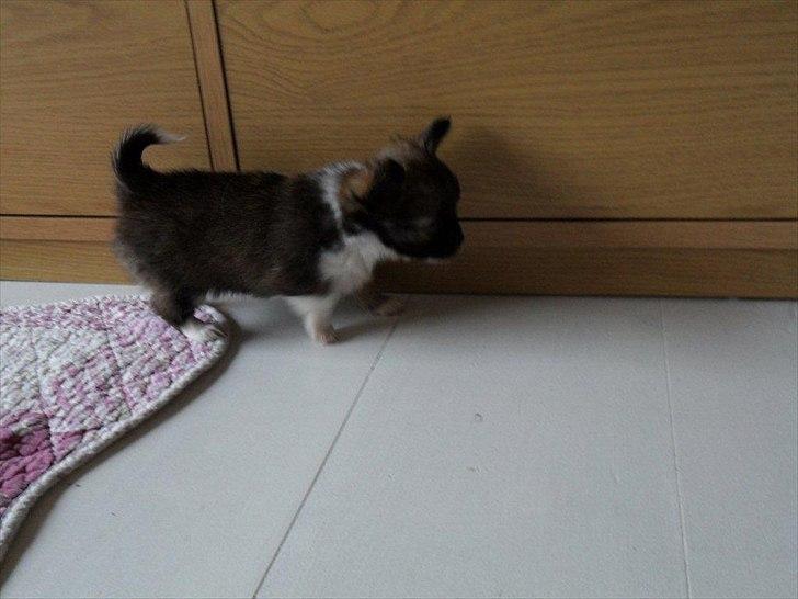 Chihuahua Martina´s Medina billede 9