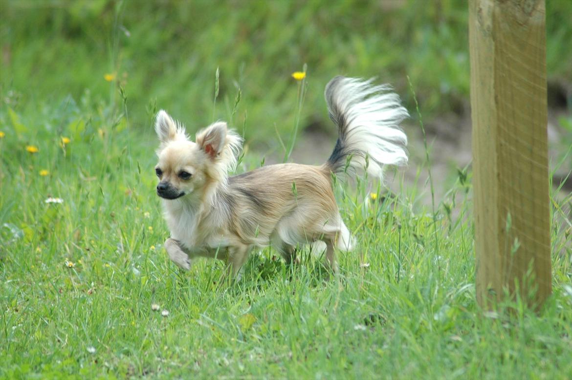 Chihuahua Amy billede 1