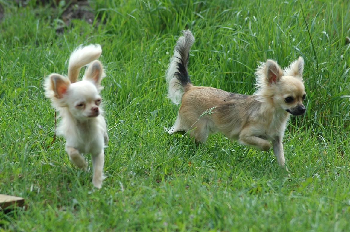 Chihuahua Amy billede 2