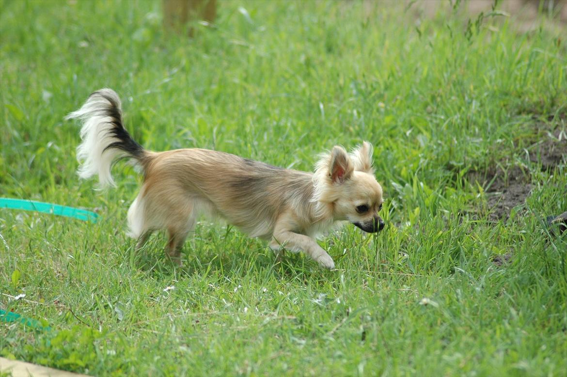 Chihuahua Amy billede 3