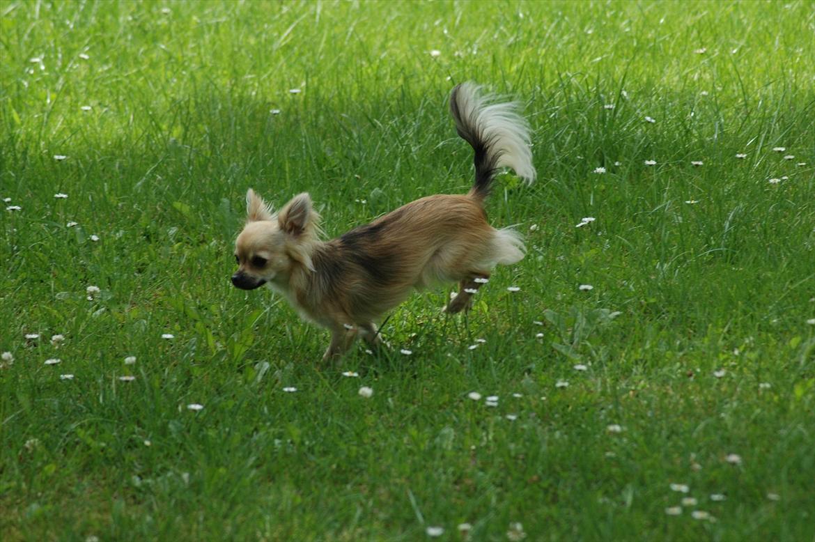 Chihuahua Amy billede 4