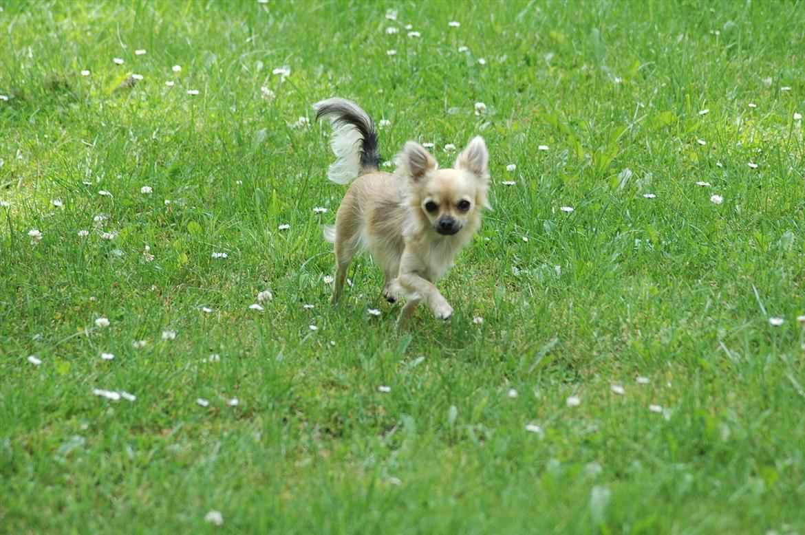 Chihuahua Amy billede 5