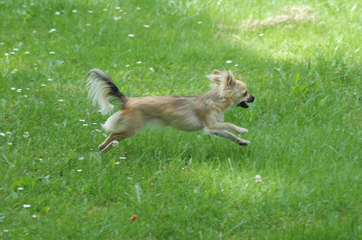 Chihuahua Amy billede 6