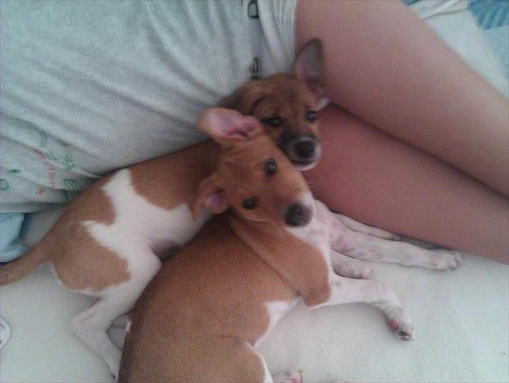 Blanding af racer Magnus - hjemme og lege med sin halvbror  billede 10