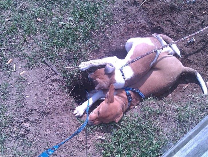 Blanding af racer Magnus billede 8