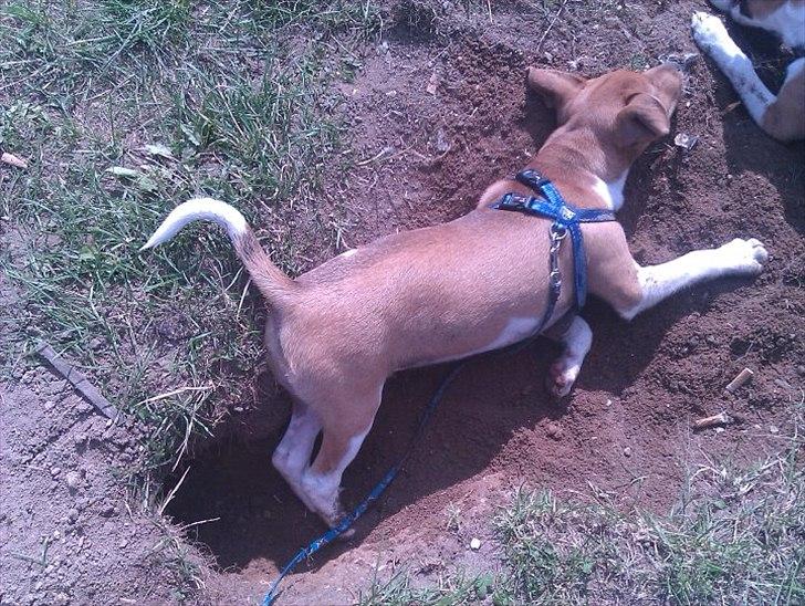 Blanding af racer Magnus billede 9