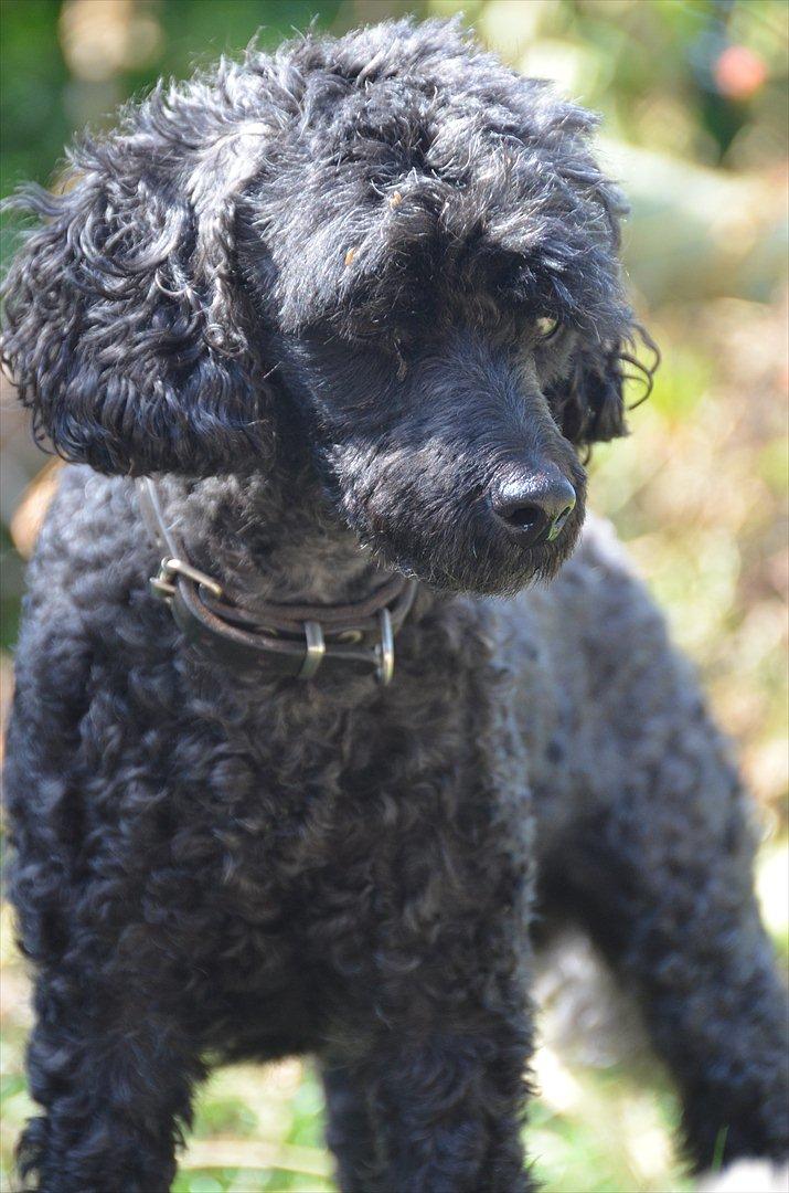 Dværgpuddel Max billede 20