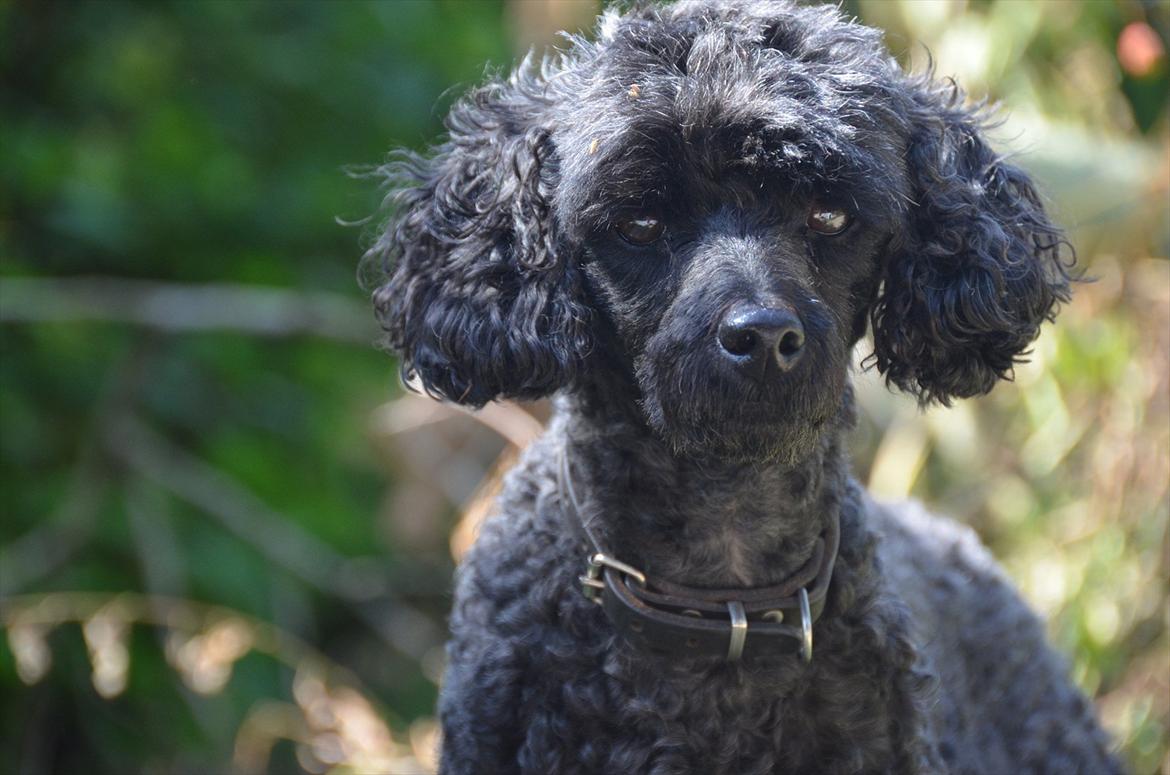 Dværgpuddel Max billede 14