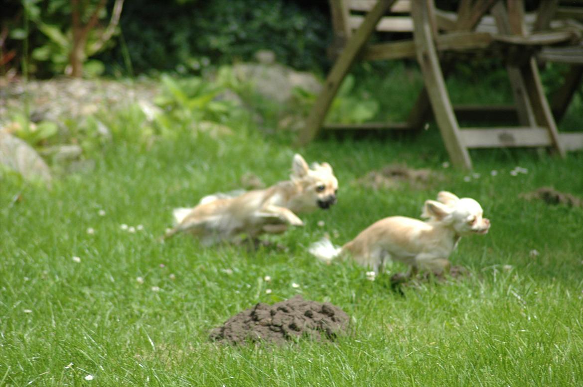 Chihuahua Amy billede 7