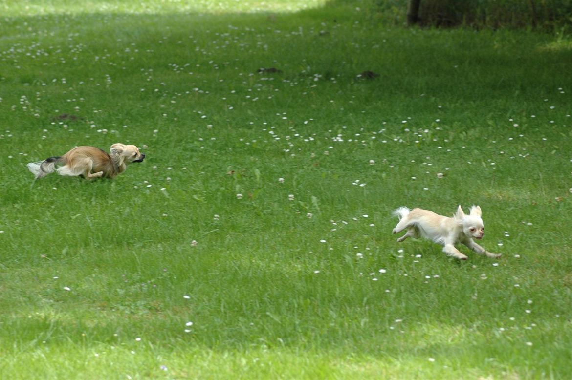 Chihuahua Amy billede 8