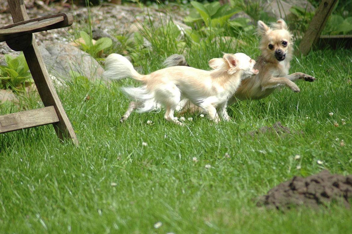 Chihuahua Amy billede 9