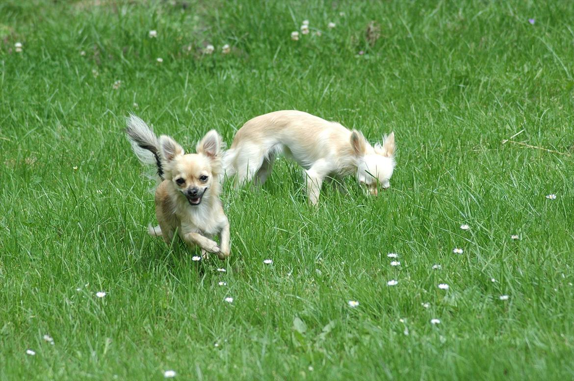 Chihuahua Amy billede 10