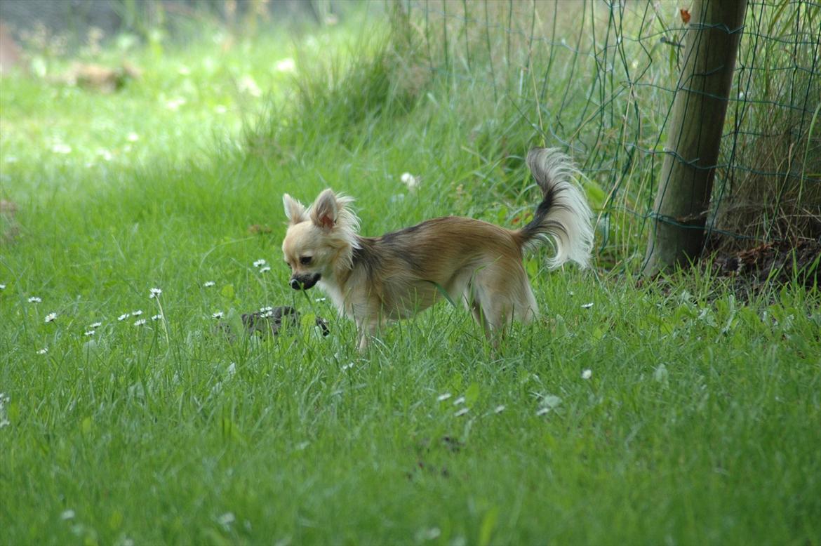 Chihuahua Amy billede 11