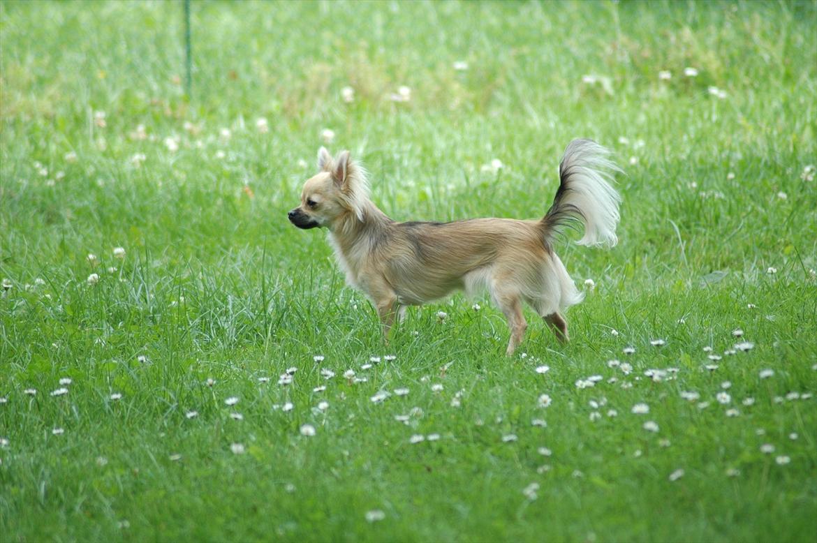 Chihuahua Amy billede 12