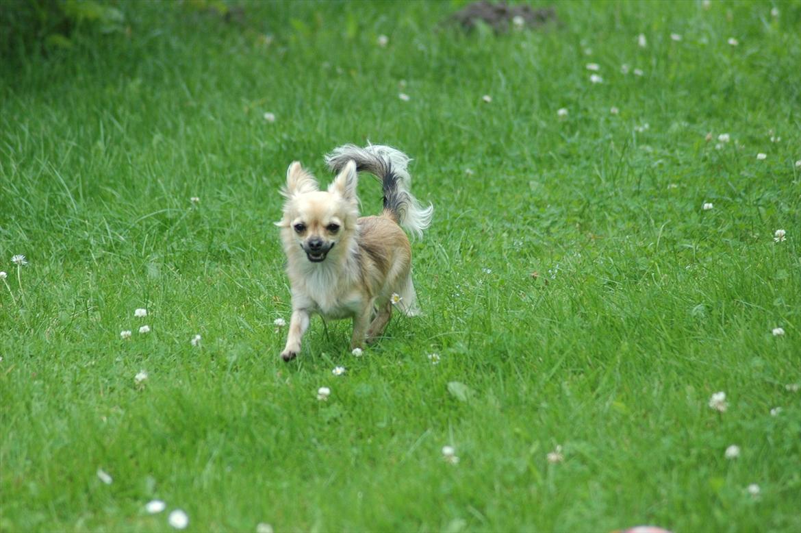 Chihuahua Amy billede 13