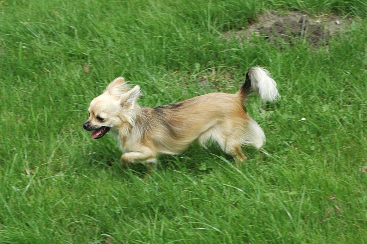 Chihuahua Amy billede 14