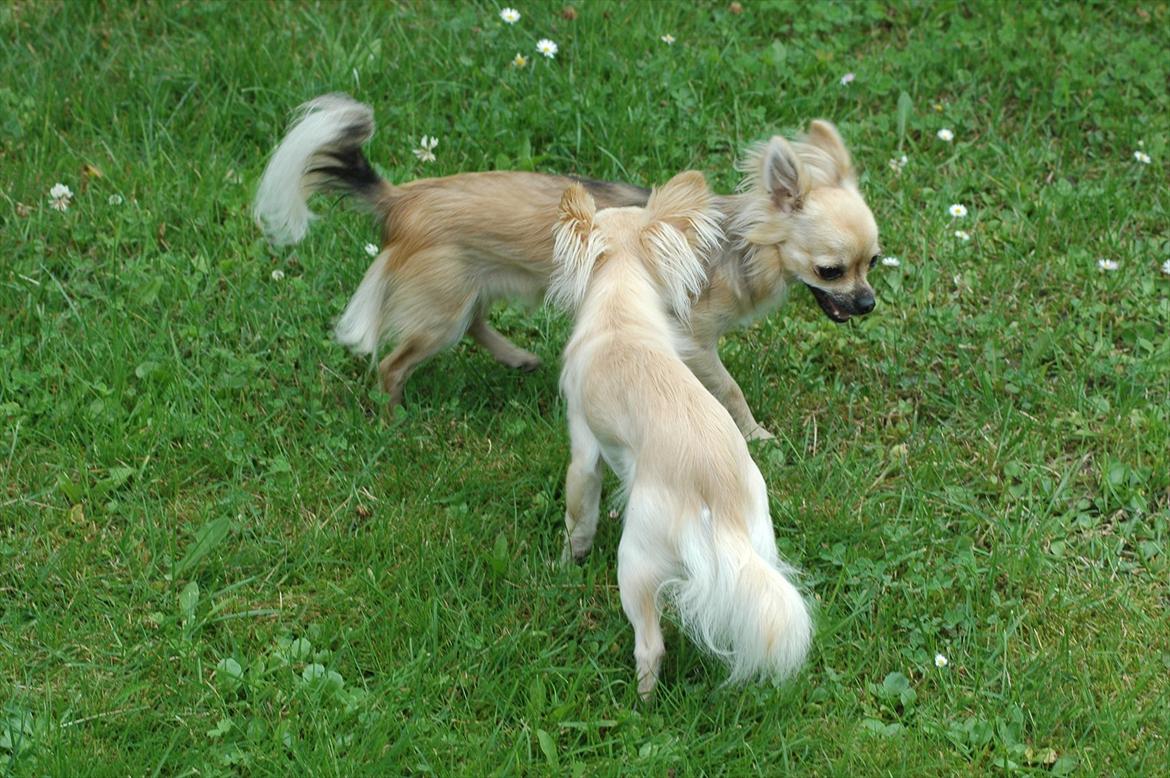 Chihuahua Amy billede 15