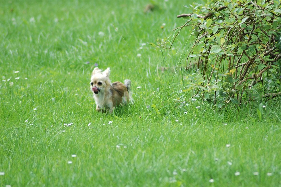Chihuahua Amy billede 16