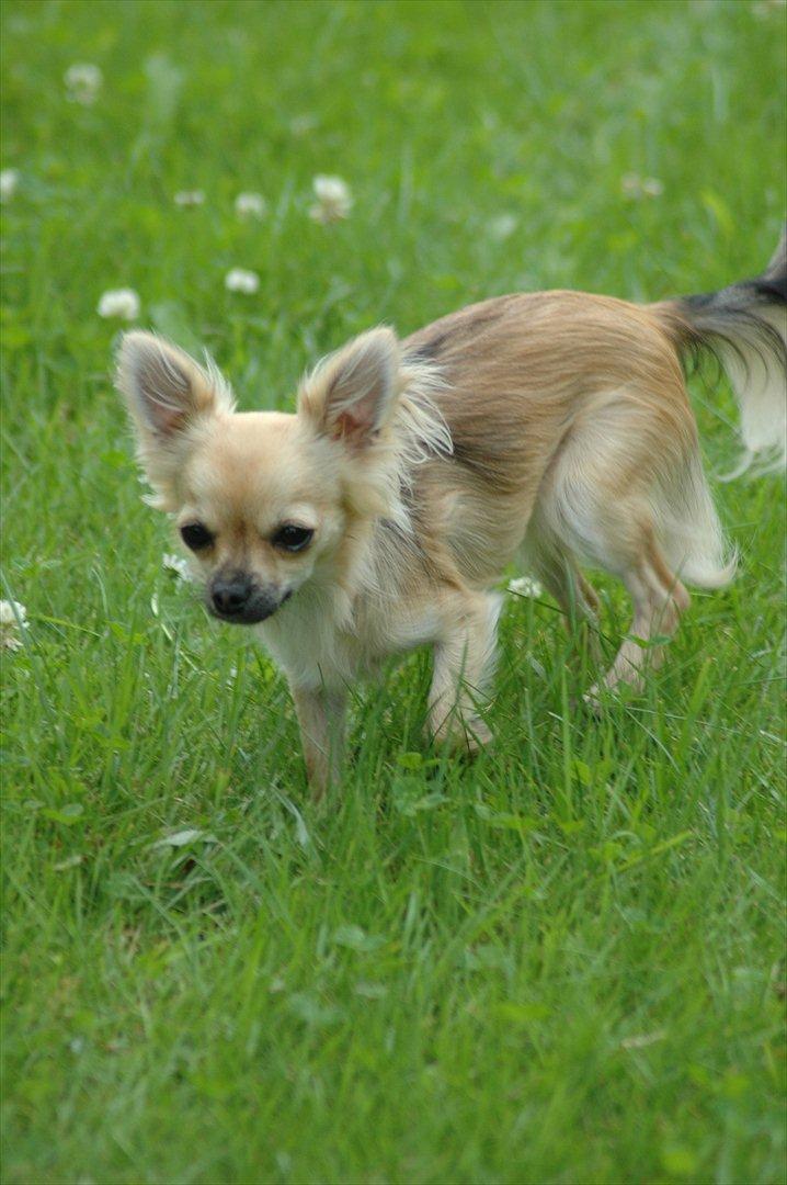 Chihuahua Amy billede 17