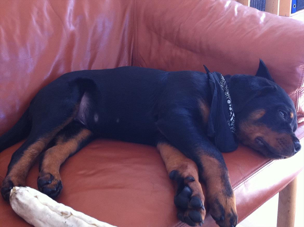 Rottweiler cooda billede 8