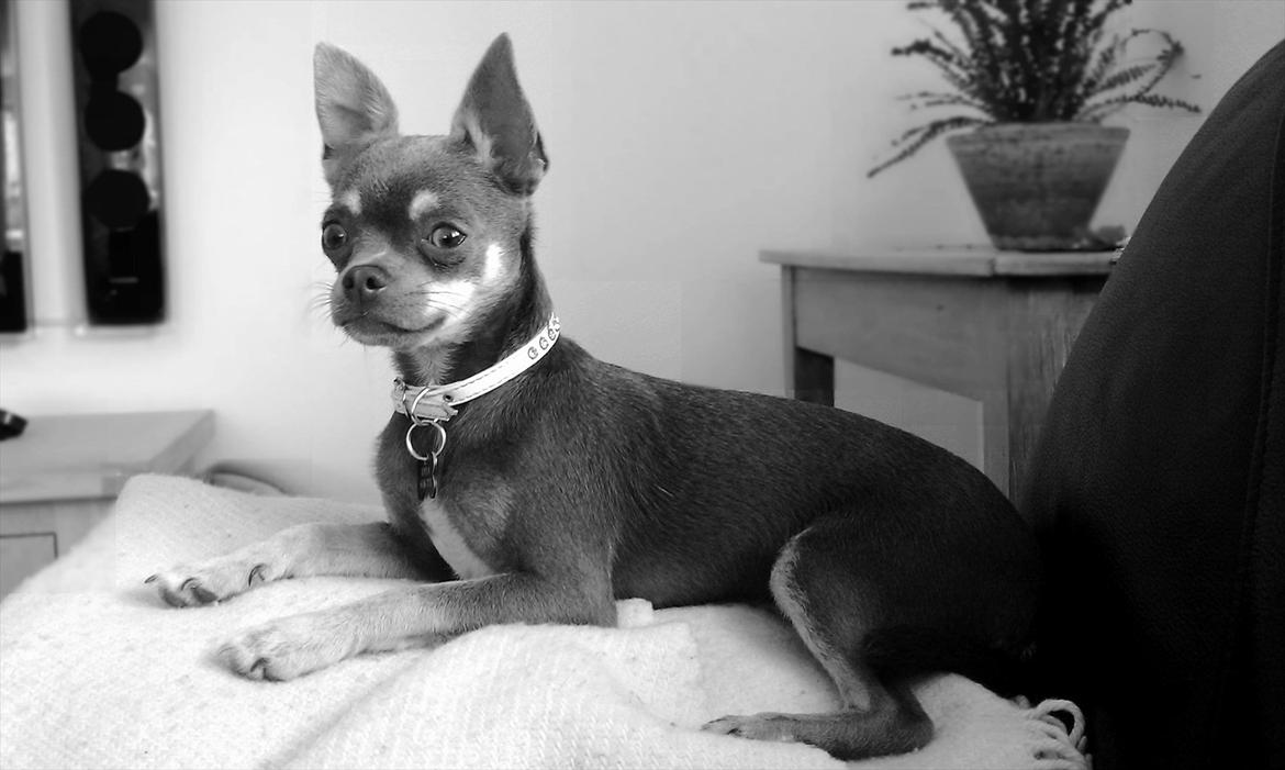 Chihuahua Kayla billede 10