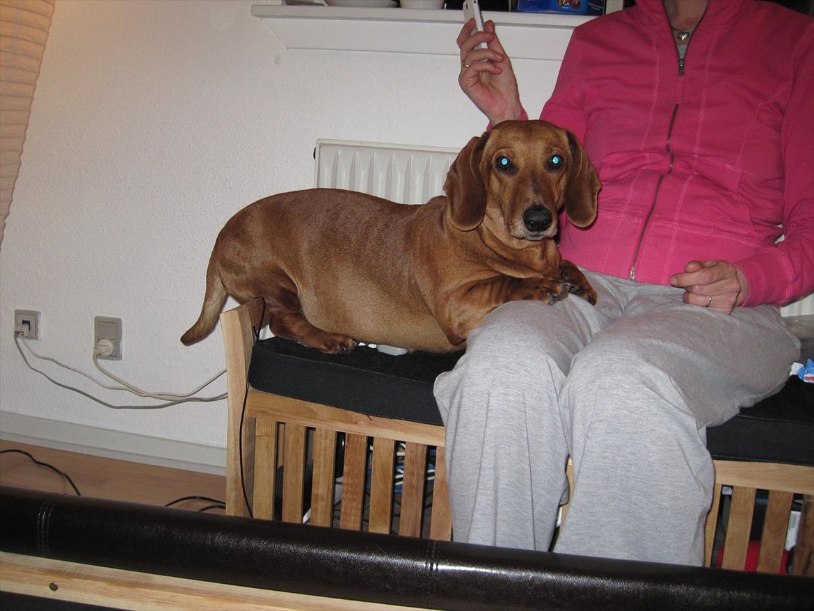 Gravhund Fiffe r.i.p billede 1