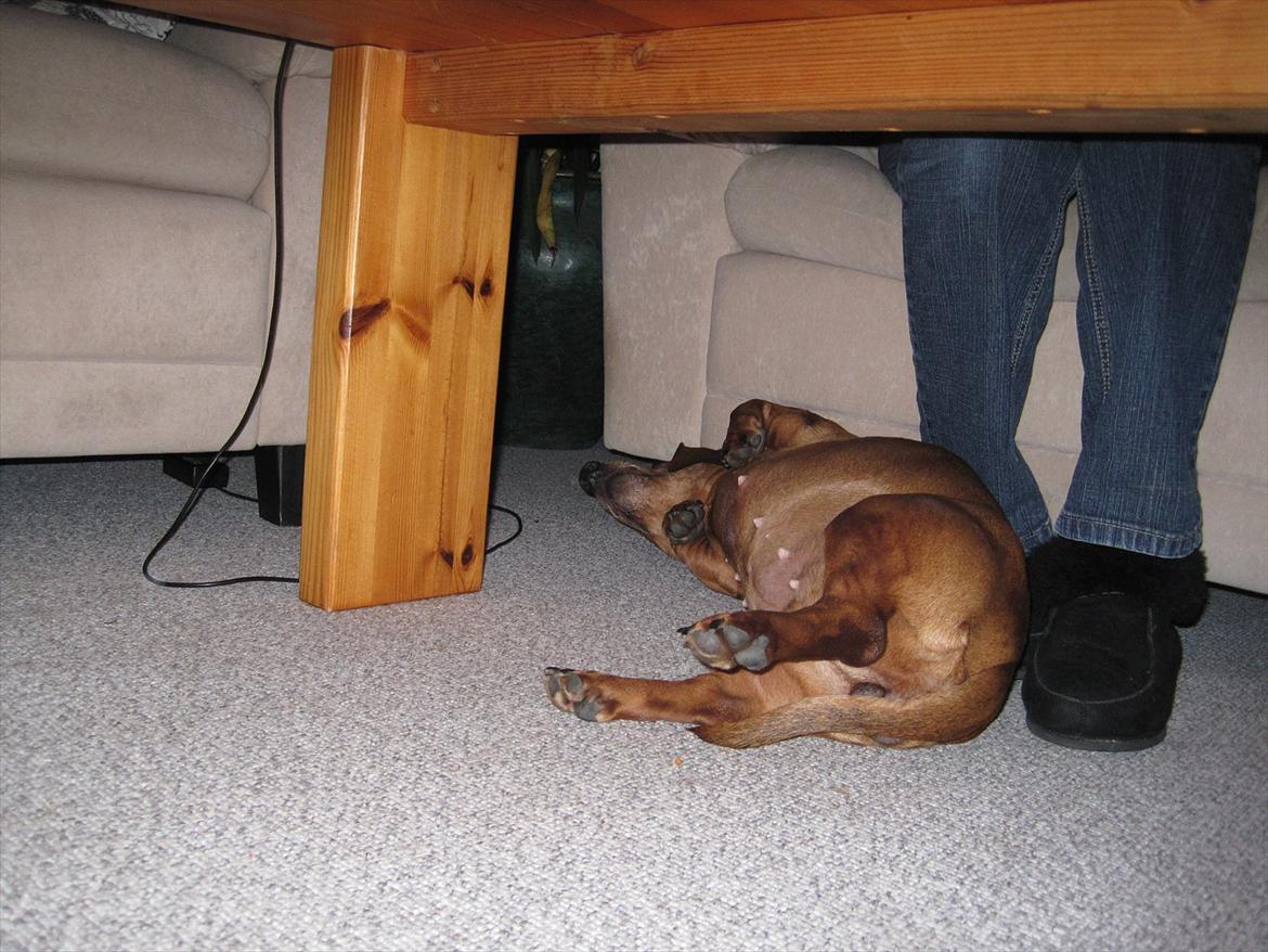 Gravhund Fiffe r.i.p billede 2