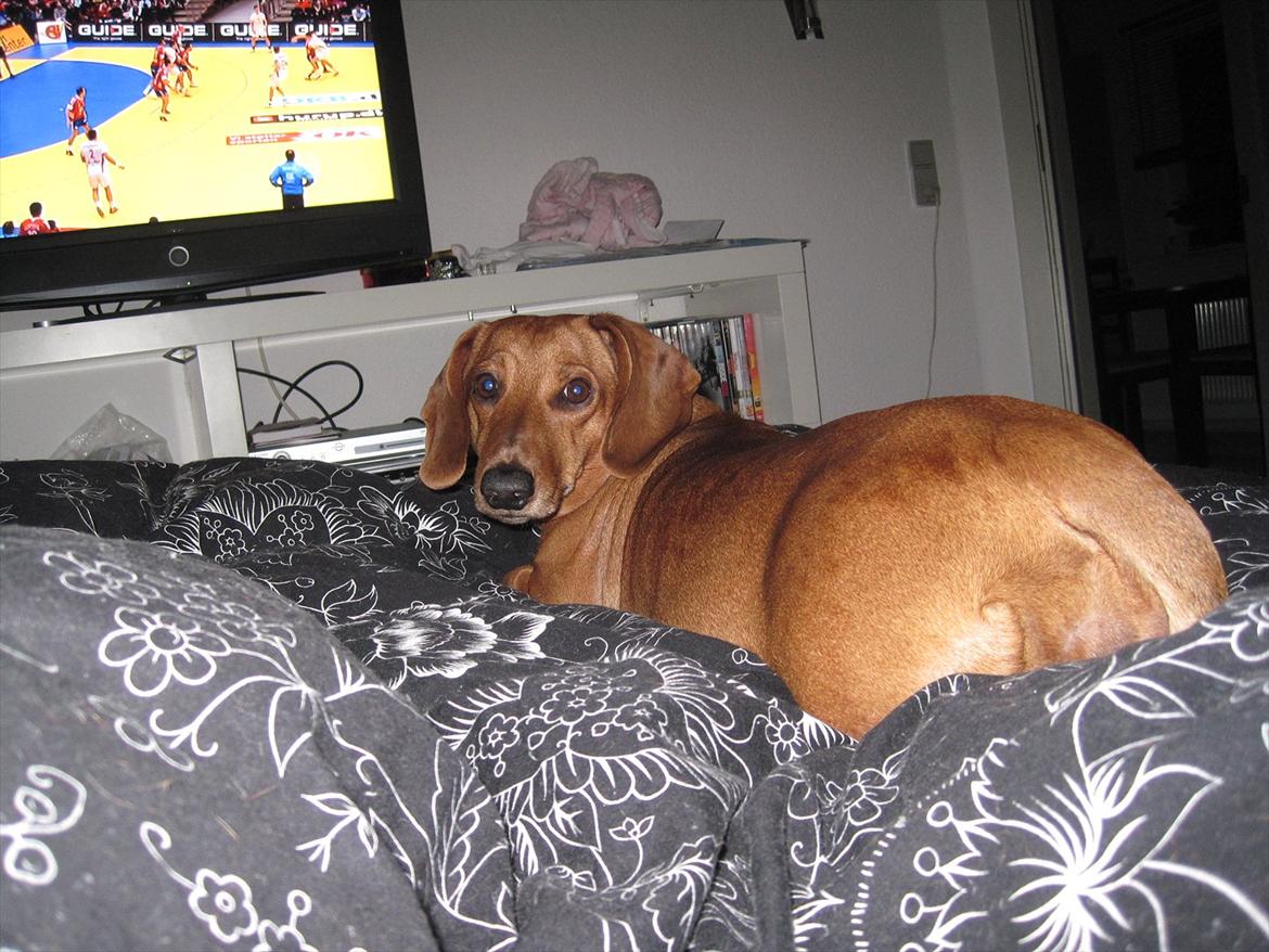 Gravhund Fiffe r.i.p billede 3