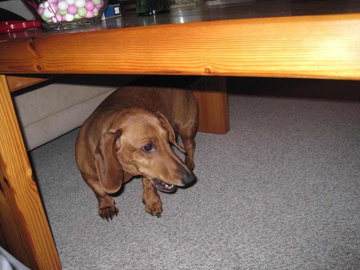 Gravhund Fiffe r.i.p billede 4