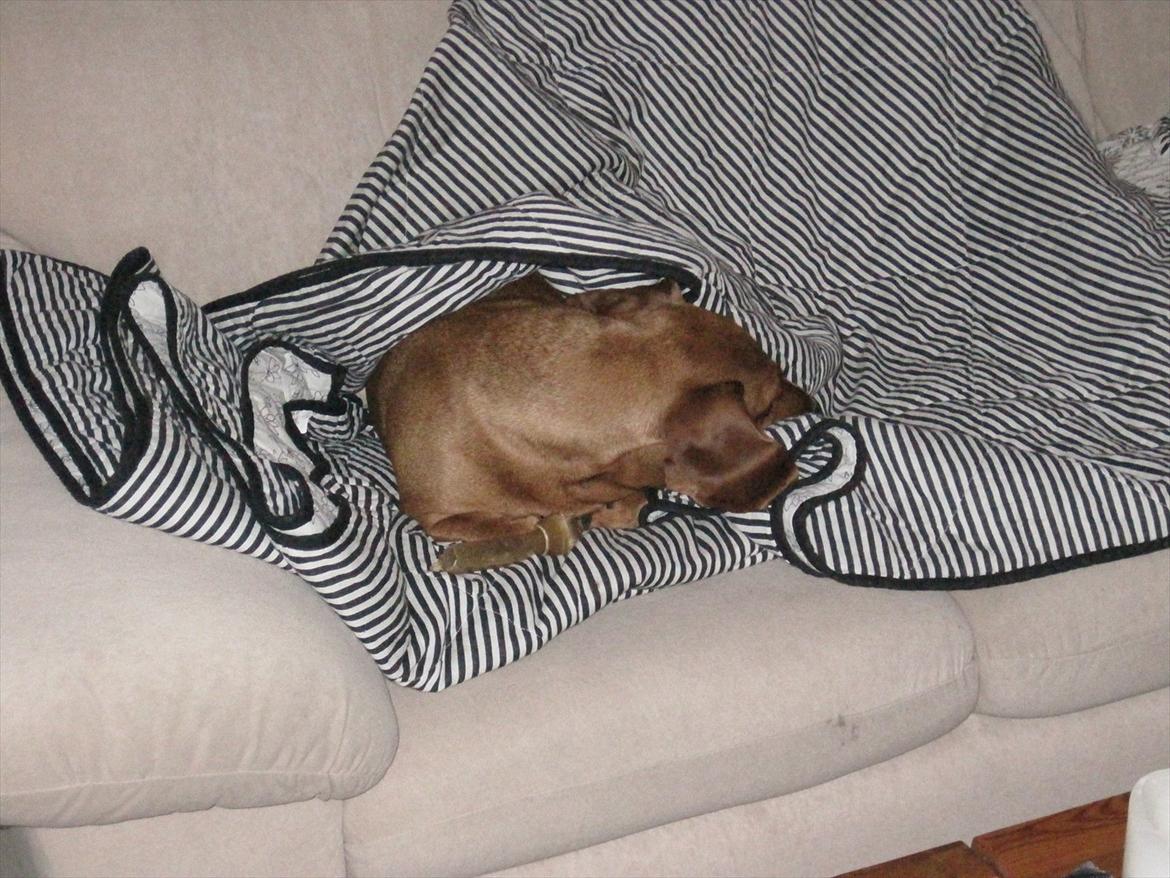 Gravhund Fiffe r.i.p billede 5