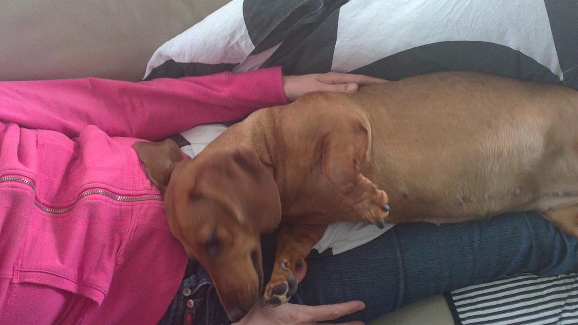 Gravhund Fiffe r.i.p billede 6