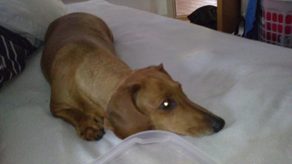 Gravhund Fiffe r.i.p billede 7