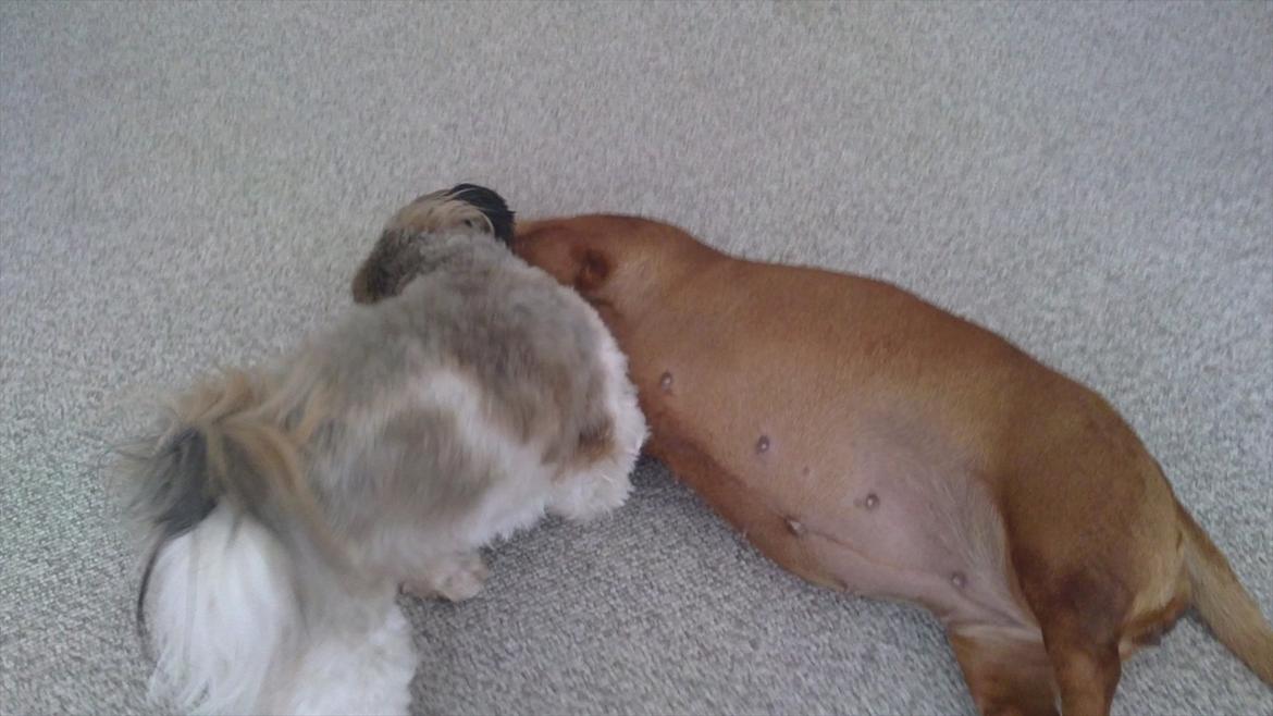 Gravhund Fiffe r.i.p billede 8