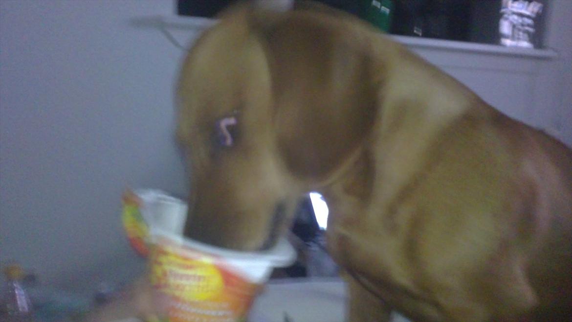 Gravhund Fiffe r.i.p billede 9