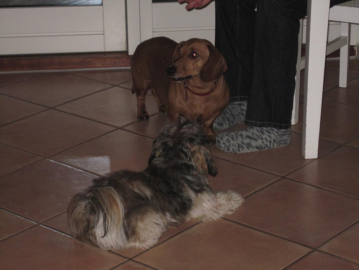 Gravhund Fiffe r.i.p billede 10