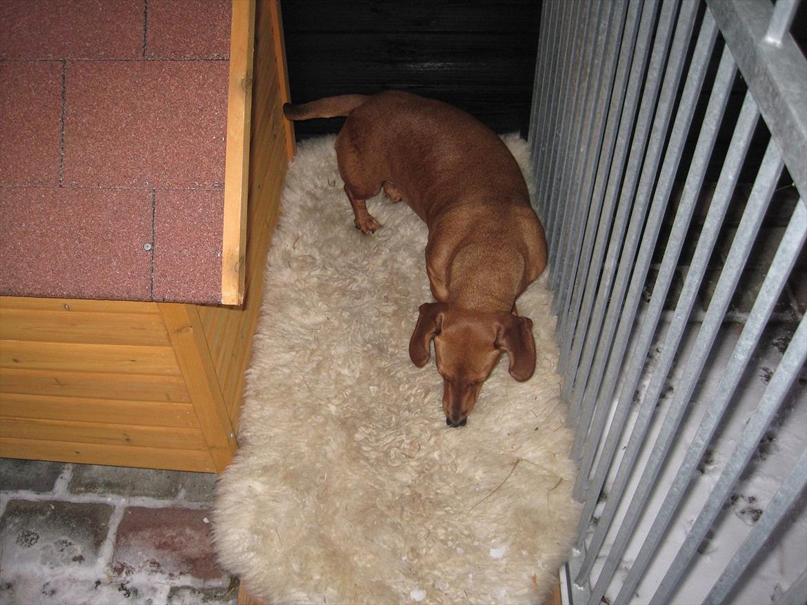 Gravhund Fiffe r.i.p billede 11