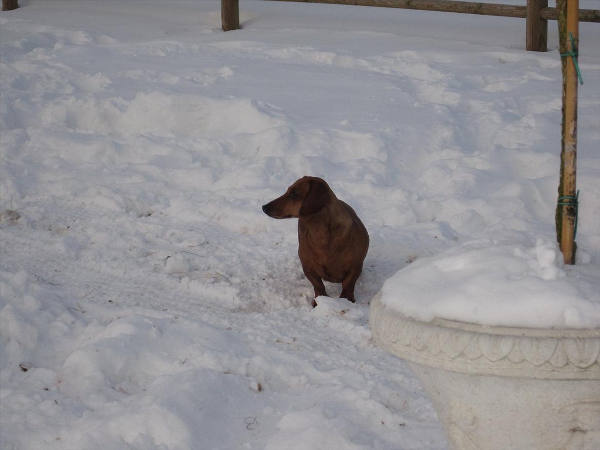 Gravhund Fiffe r.i.p billede 12