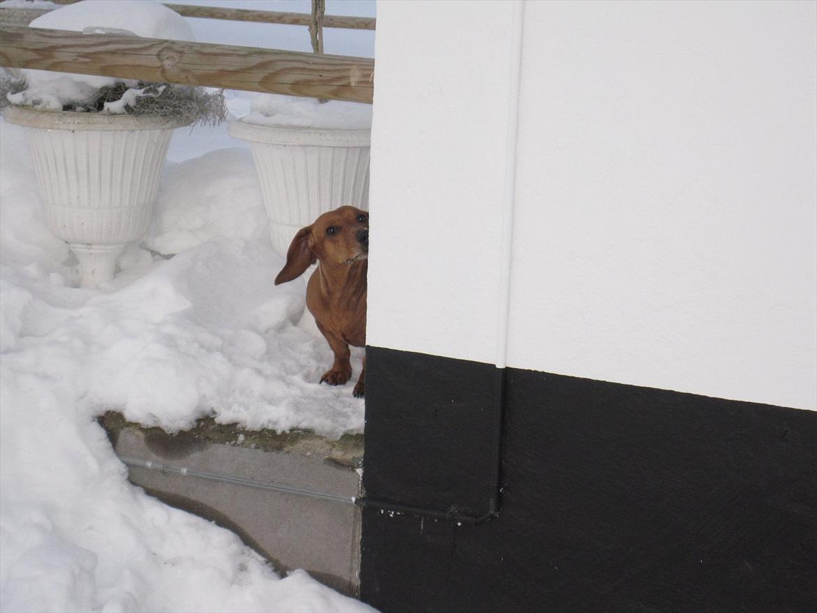 Gravhund Fiffe r.i.p billede 13