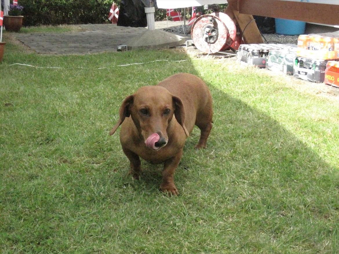 Gravhund Fiffe r.i.p billede 14