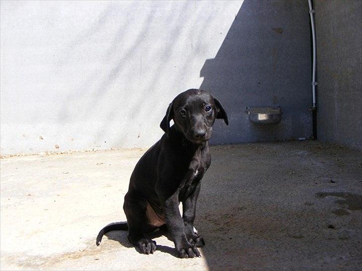 Galgo español Puppy - Puppy på internat i Spanien billede 1